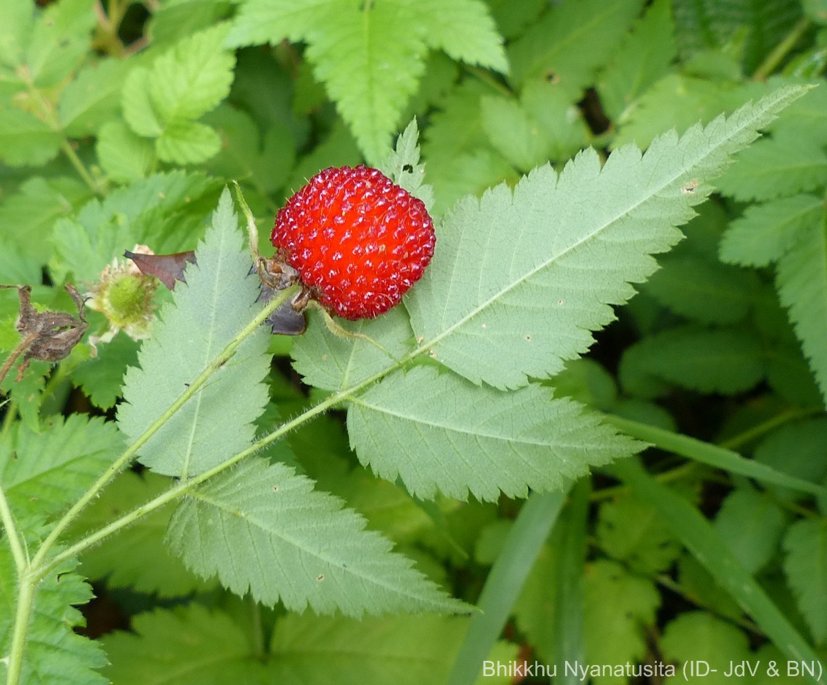 Rubus rosifolius Sm.